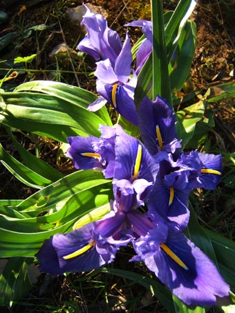iris lutescens.jpg